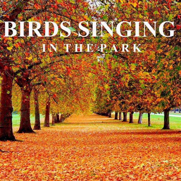 birds singing in the park unlimited hours ambient birds singing in the park unlimited hours ambient