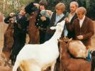 Les Essentiels : Pet Sounds des Beach Boys