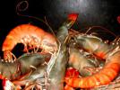 Nouvelles crevettes, stars de l'assiette