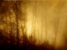 Franz Schubert Impromptus D899 et D935
