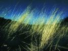 La discothèque idéale [09]Anouar Brahem - John Surman - Dave Holland Thimar