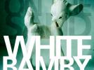 White Bamby