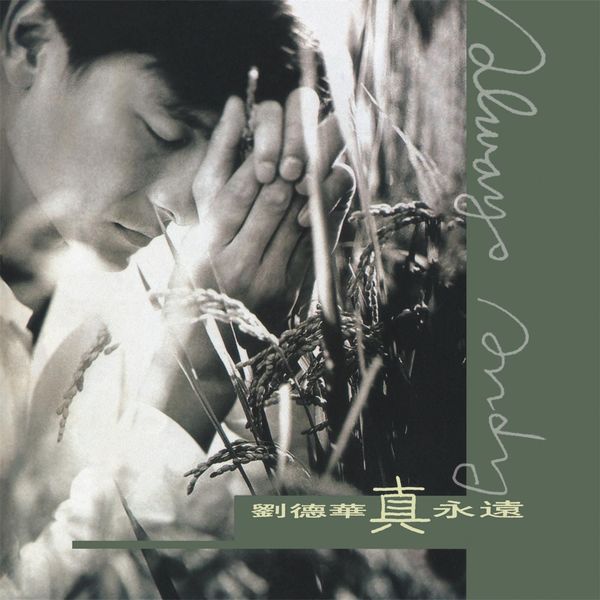 Album Zhen Yong Yuan Andy Lau Qobuz Download And Streaming In High Quality