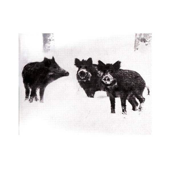 Burial - Naked Pigs / Warfare Orgasm Single Burial - Naked Pigs / Warfare Orgasm Single
