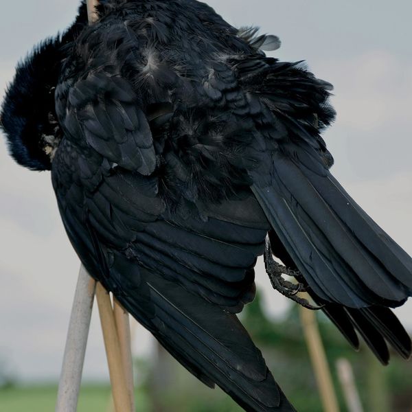 Red Kite - Songs for Crow Red Kite - Songs for Crow