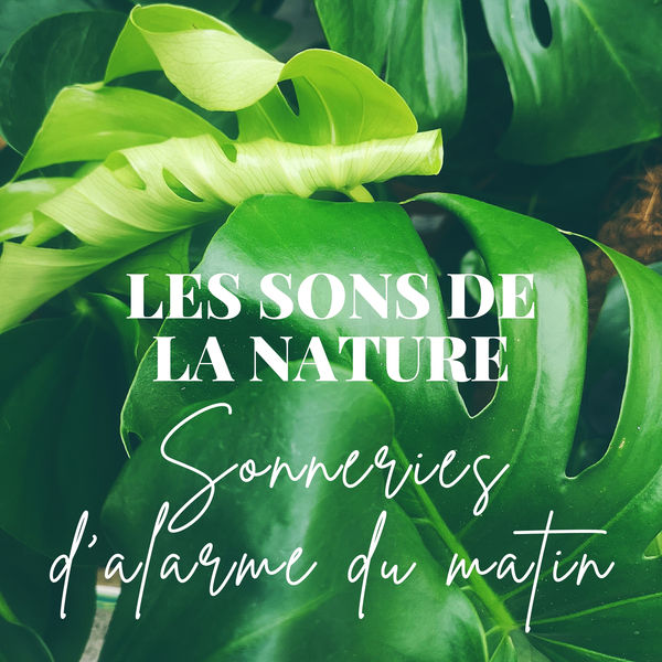 Oasis des bruits naturels|Les sons de la nature (Sonneries d'alarme du matin, Oiseaux, océan, pluie et autres) Oasis des bruits naturels|Les sons de la nature (Sonneries d'alarme du matin, Oiseaux, océan, pluie et autres)