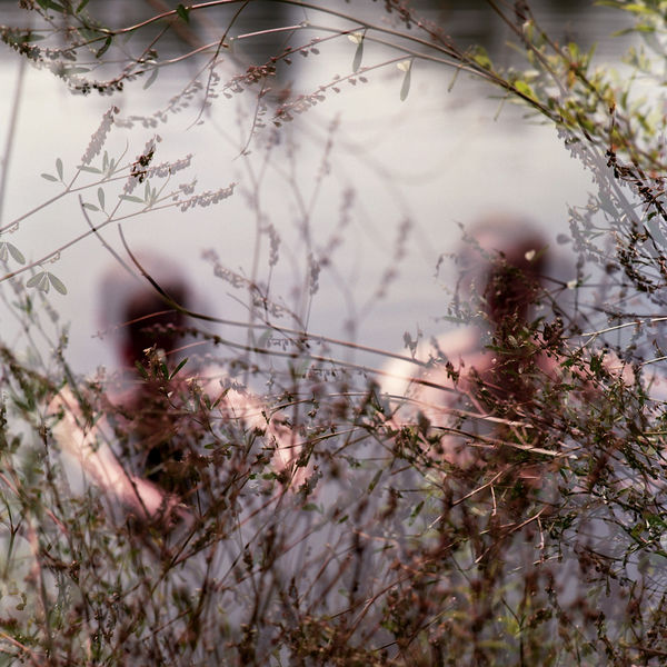 Orpine|Migrating Geese Overhead