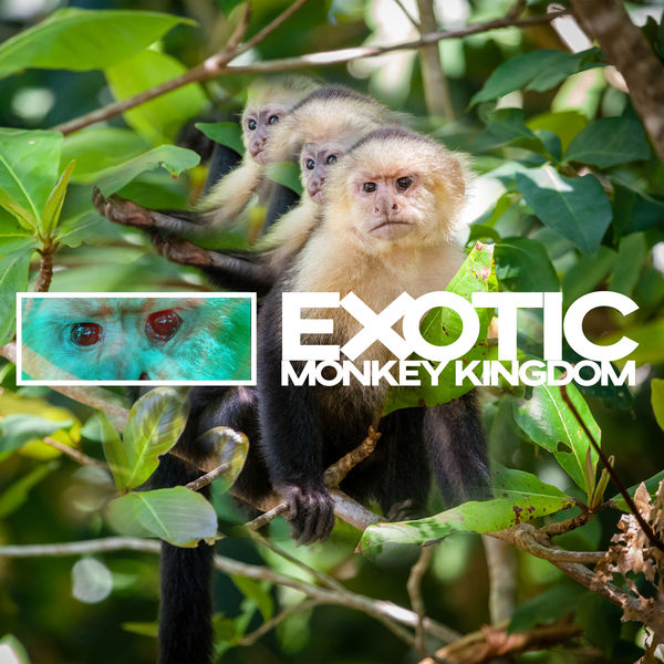 Album Exotic Monkey Kingdom Unique Sounds of Primates with Tails