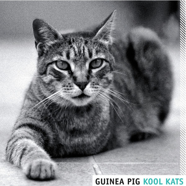 Guinea Pig|Kool Kats