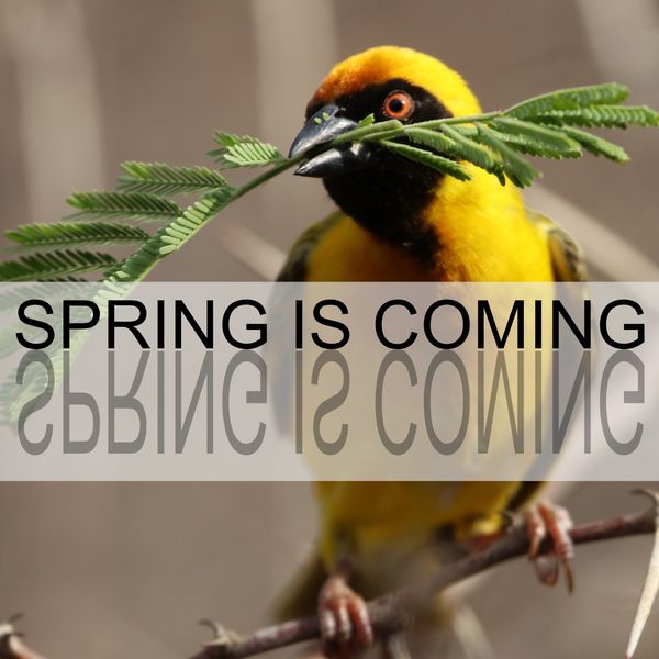 Bird Sounds - Spring Is Coming Bird Sounds - Spring Is Coming