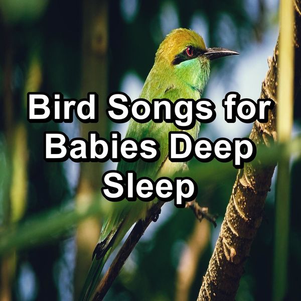 Album Bird Songs for Babies Deep Sleep, Paudio by Spa Relax Music Qobuz téléchargez et