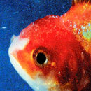Big Fish Theory | Vince Staples