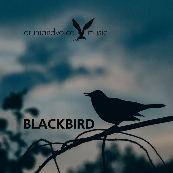 Drumandvoice|Blackbird Drumandvoice|Blackbird