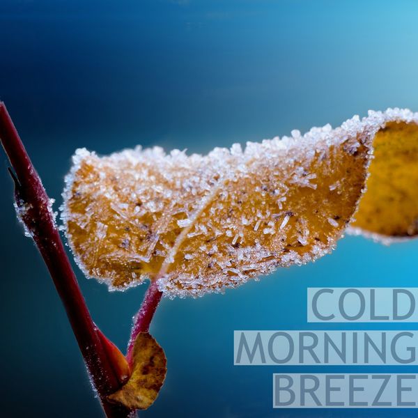 Nature Sounds|Cold Morning Breeze