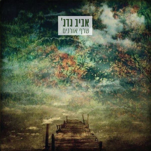 אביב גדג׳|שרף אורנים אביב גדג׳|שרף אורנים