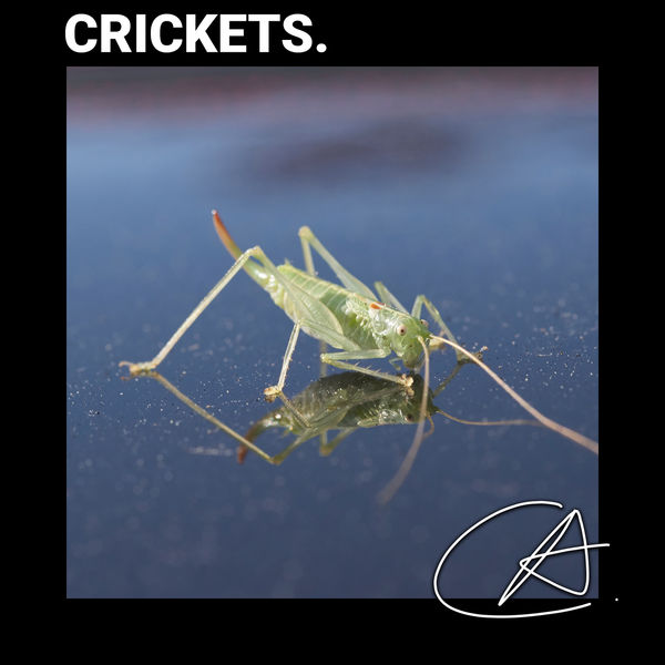 Rain Sounds - Cricket Sounds Rain Sounds - Cricket Sounds