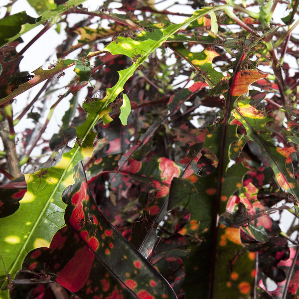 Anne Guthrie - Codiaeum Variegatum Anne Guthrie - Codiaeum Variegatum