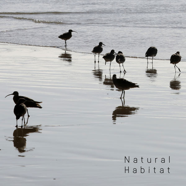 Healing Power Natural Sounds Oasis - Natural Habitat - Collection of Nature Sounds: Water and Birds Healing Power Natural Sounds Oasis - Natural Habitat - Collection of Nature Sounds: Water and Birds