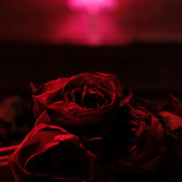 The Paper Kites|Walk Above the City The Paper Kites|Walk Above the City