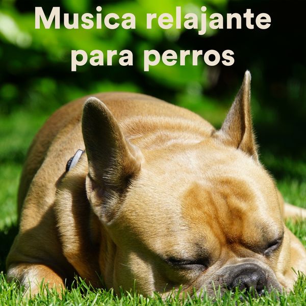 Various Artists - Musica Relajante Para Perros Various Artists - Musica Relajante Para Perros