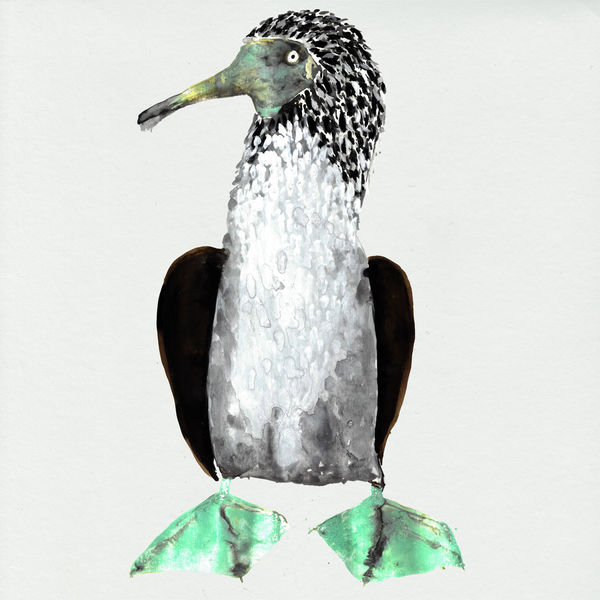 Cosmo Sheldrake - Galápagos Cosmo Sheldrake - Galápagos