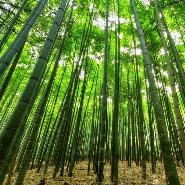 Album Jungle Rainfall Natural City Rain Loopable Calm Night Music Peaceful Me Qobuz Download And Streaming In High Quality