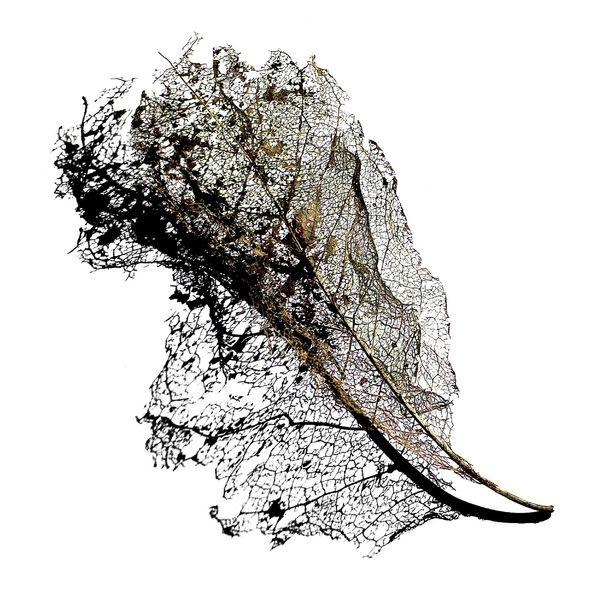 Max Cooper|Earth Max Cooper|Earth