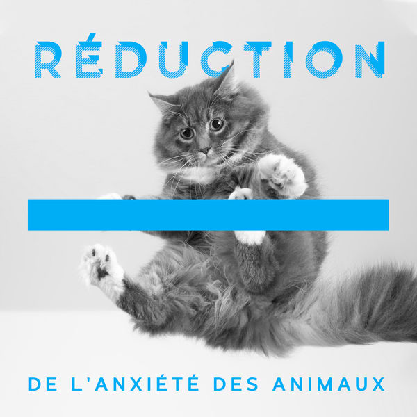 Détente Chat Zone - Réduction de l'anxiété des animaux Détente Chat Zone - Réduction de l'anxiété des animaux