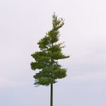 Dom Louis Life In The Making