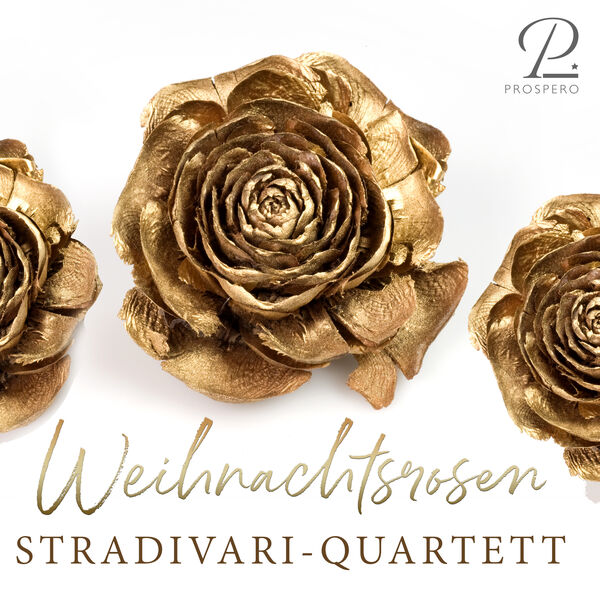 Traditional|Weihnachtsrosen