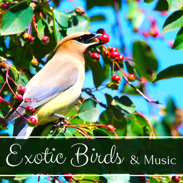 Exotic Birds & Music Spa Collective, Bird Songs Nature Music