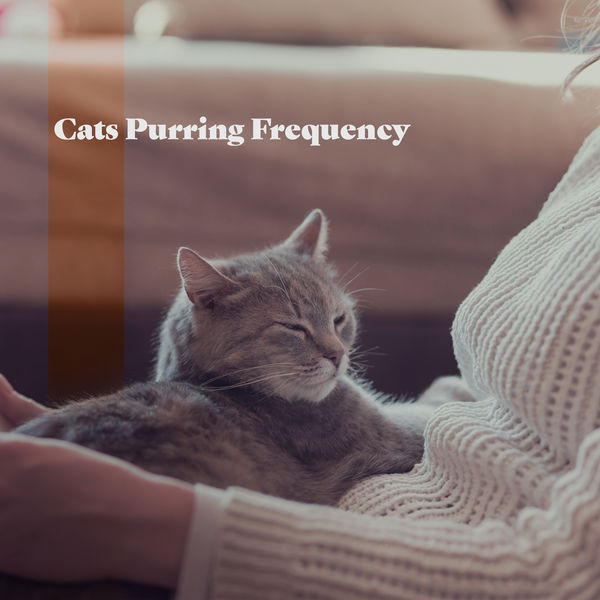 Cats Purring Frequency for Healing and Sleep Kitty ASMR for Self