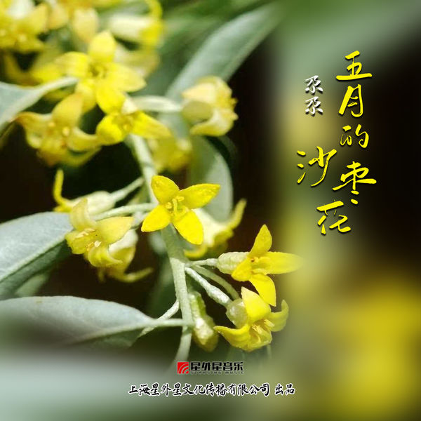 Album 五月的沙枣花 尕尕 Qobuz Download And Streaming In High Quality