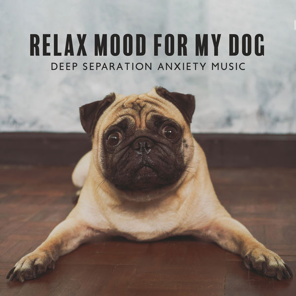 Anti Anxiety Music Calm My Dog Music Separation Anxiety Best Music