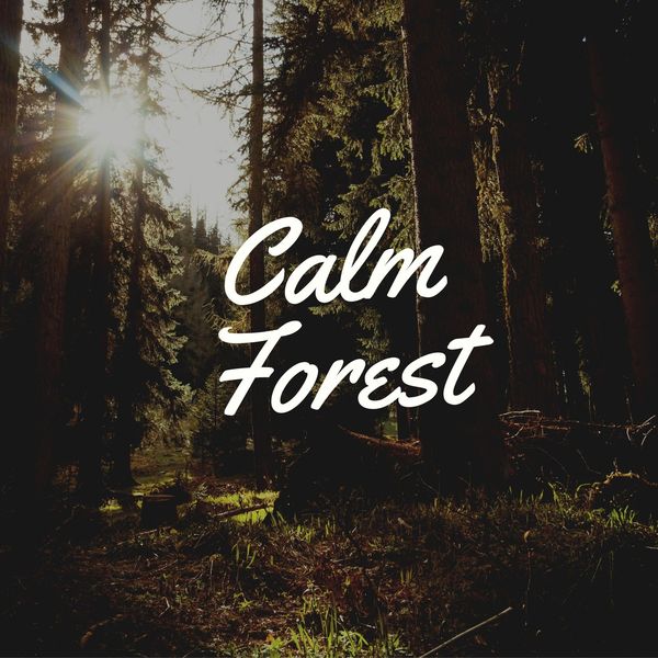 Jox Talay - Calm Forest Jox Talay - Calm Forest