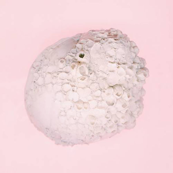 JFDR - White Sun JFDR - White Sun