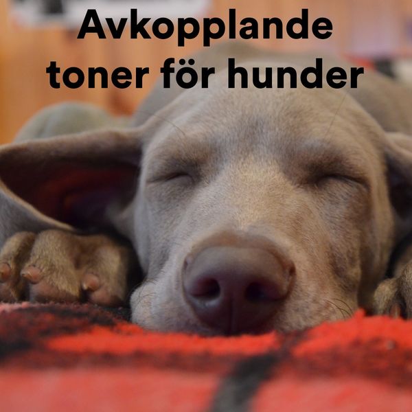 Various Artists - Avkopplande Toner För Hunder Various Artists - Avkopplande Toner För Hunder