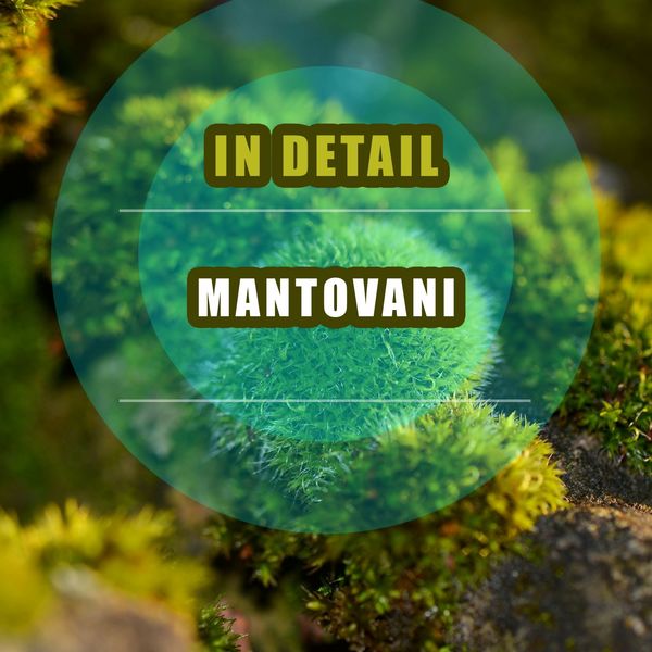 Mantovani & His Orchestra - In Detail Mantovani & His Orchestra - In Detail