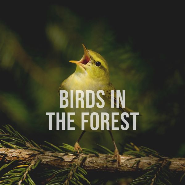 Alpine Sounds|Birds in the Forest: Enjoy the Natural Sounds of Happy Birds in the Forest