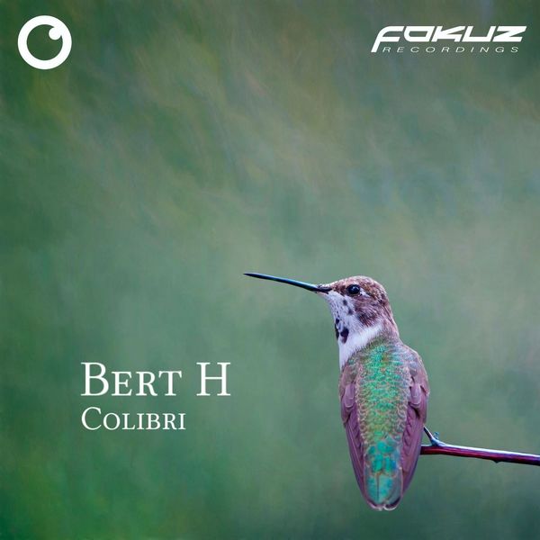 Bert H|Colibri Bert H|Colibri