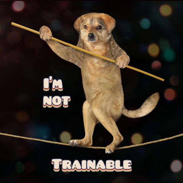 Not Trainable I'm not Trainable, Ralf Richterich - Qobuz