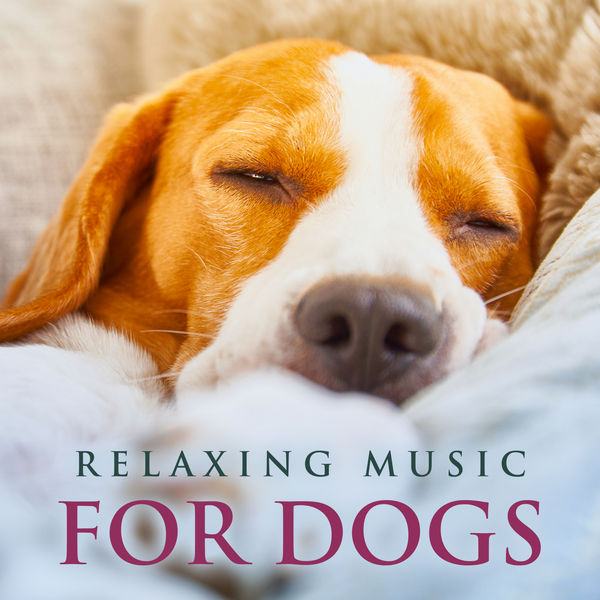 Dog Music|Relaxing Music For Dogs: Soothing Piano Dog Music, Music For Dogs While You're Away, Music For Pets and The Best Background Music For Dogs