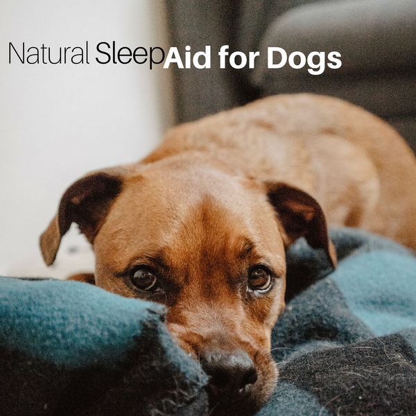 Natural Sleep Aid for Dogs Relaxing Music, Natural Aid Qobuz
