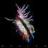 Sub Focus Evolve