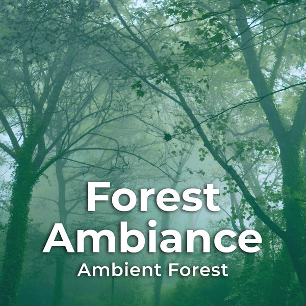 Ambient Forest|Forest Ambiance