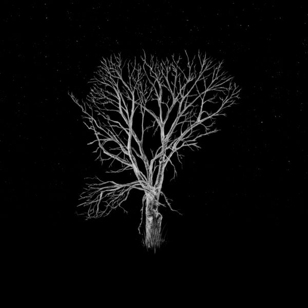 Fink|Bloom Innocent - Acoustic Fink|Bloom Innocent - Acoustic