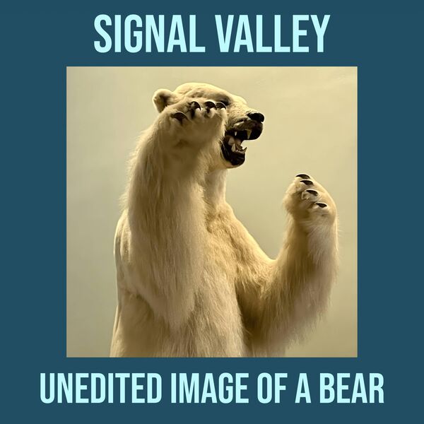 Signal Valley|Unedited Image Of A Bear Signal Valley|Unedited Image Of A Bear