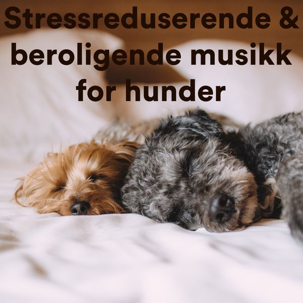Various Artists - Stressreduserende & Beroligende Musikk for Hunder Various Artists - Stressreduserende & Beroligende Musikk for Hunder