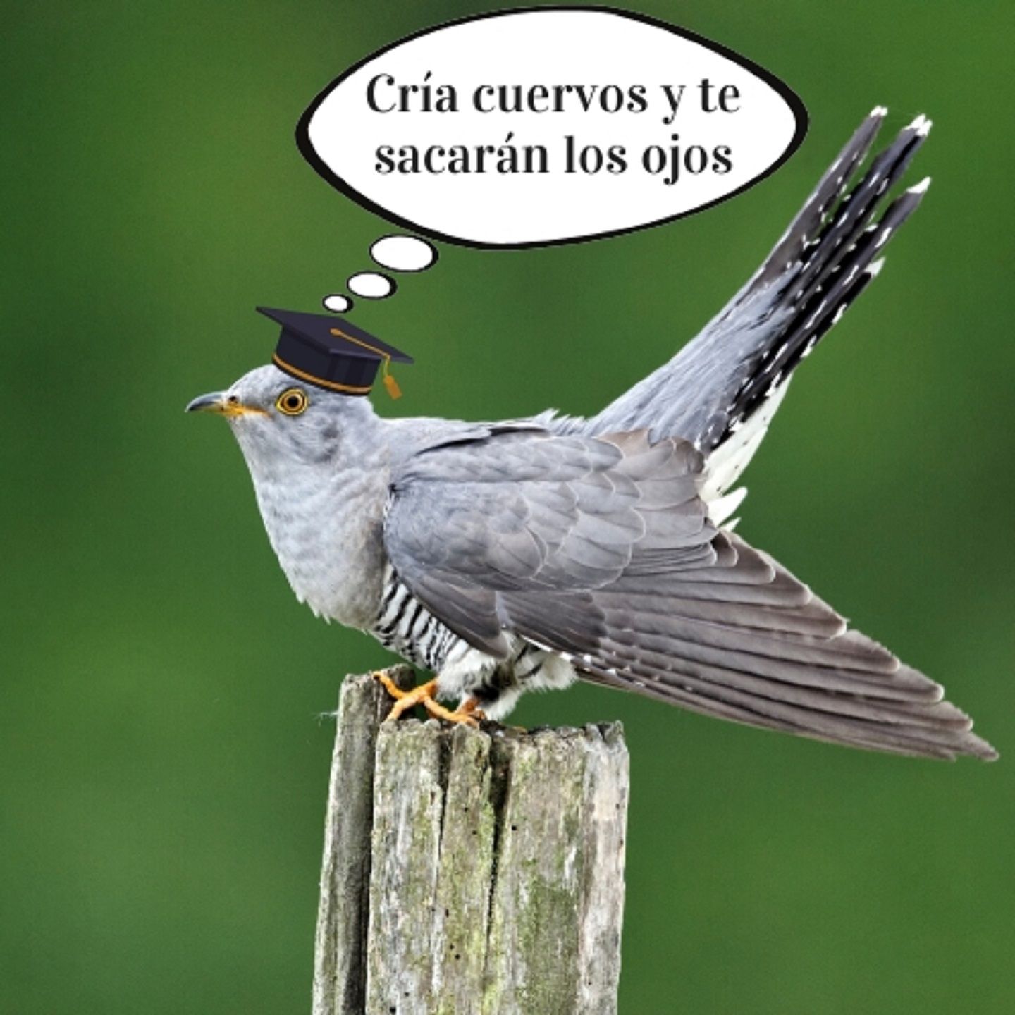 Imagenes de cria cuervos y te sacaran los ojos