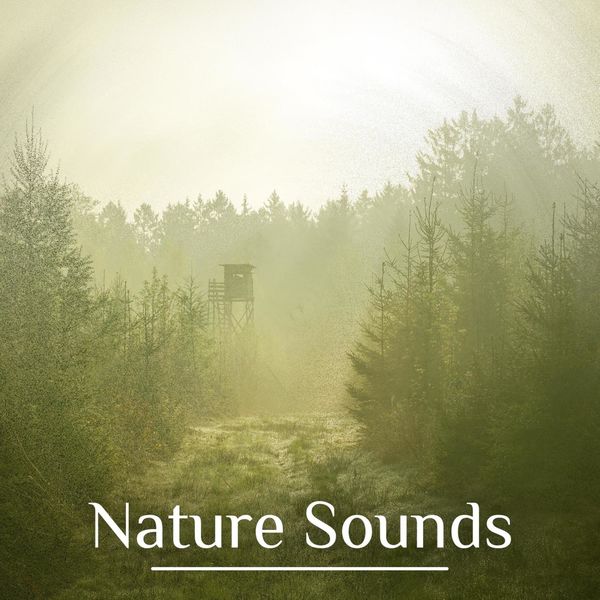 71 Background Music Nature Sounds free Download My